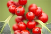 Holly Berries - Ilex aquifolium 'Pyramidalis' - close-up. UK. December 2006.